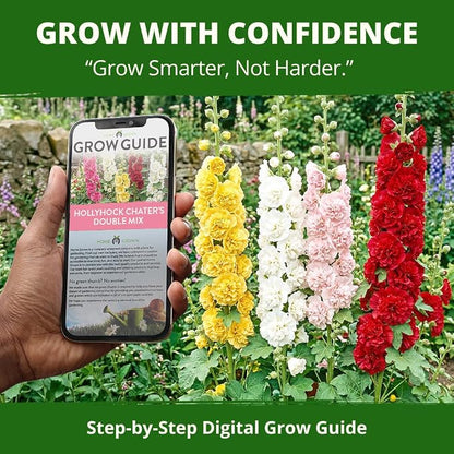 HOME GROWN Hollyhock Chater's Double Mix 100 Seeds (0.9g) – Biennial Blooms Year 2, Double Flower Hollyhock Seeds for Planting, Perennial Reseeding, Cottage Garden, USDA Zones 3–9 (Alcea rosea)