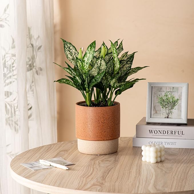 6 Inch Ceramic Self Watering Planter with Drainage Hole Terracotta | Indoor Plant Pot with Water Storage Plus - for African Violet, Herbs & Pothos - Home & Office Decor, Cylinder Round