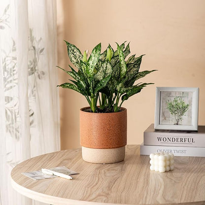 6 Inch Ceramic Self Watering Planter with Drainage Hole Terracotta | Indoor Plant Pot with Water Storage Plus - for African Violet, Herbs & Pothos - Home & Office Decor, Cylinder Round