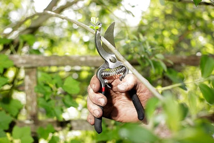 Spear & Jackson 5559BS Razorsharp Vintage Style Bypass Pruners, Black & Silver