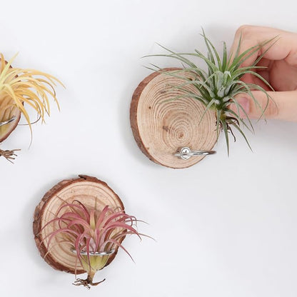 Magnetic Air Plant Holder, Natural Wood Slices Refrigerator Magnet Live Air Plant Holders, Modern Farmhouse Wall Decor for Living Room Bedroom Kitchen Office Home Garden (6 Pack)
