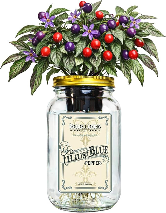 Filius Blue Pepper Indoor Garden Kit – Mason Jar Hydroponic Pepper Grow Kit – Windowsill Countertop Ornamental Pepper Plant – Grow Peppers Indoors