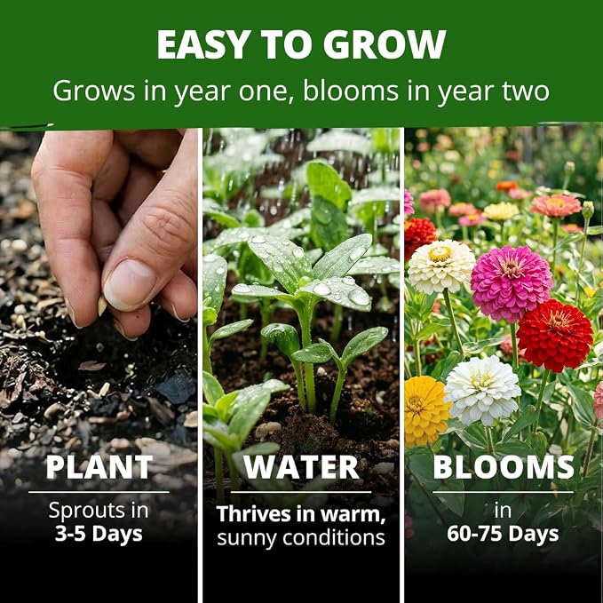 HOME GROWN Oklahoma Zinnia Seeds for Planting Outdoors 50 Heirloom Non-GMO Seeds (0.5g), Annual Cut Flower Mix, Pink & Mixed Colors, Bouquets & Borders, Spring 2026, Zones 3–10 (Zinnia elegans)