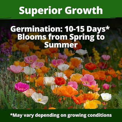 HOME GROWN California Poppy Mission Bells 2200 Seeds (2g) – Flower Seeds for Planting Outdoors, Vibrant Spring & Summer Blooms, Drought Tolerant Annual for Sunny Gardens (Eschscholzia californica)