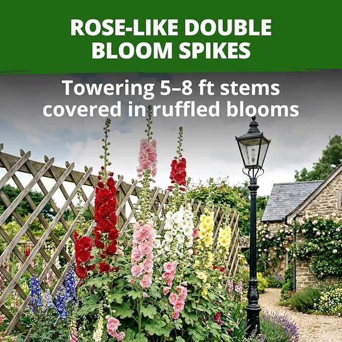 HOME GROWN Hollyhock Chater's Double Mix 100 Seeds (0.9g) – Biennial Blooms Year 2, Double Flower Hollyhock Seeds for Planting, Perennial Reseeding, Cottage Garden, USDA Zones 3–9 (Alcea rosea)