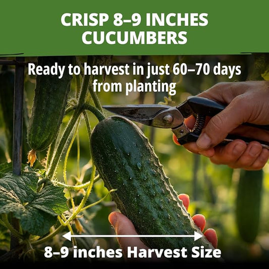 HOME GROWN Organic Marketmore Cucumber Seeds 200+ Heirloom Non-GMO Seeds for Planting, High Germination, Hardy & Vigorous Slicing Cucumber, Trellis & Raised Bed Garden (Cucumis sativus)