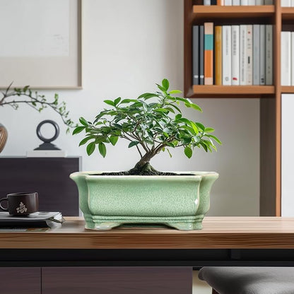 Bonsai Tree Pot 11.6 Inch - Ceramic Succulent Pots, Bonsai Planter for Indoor Outdoor, Decorative Plant Pot with Drainage Hole, Rectangular Flower Pot, Home Garden Decor, Garden Gifts, Green
