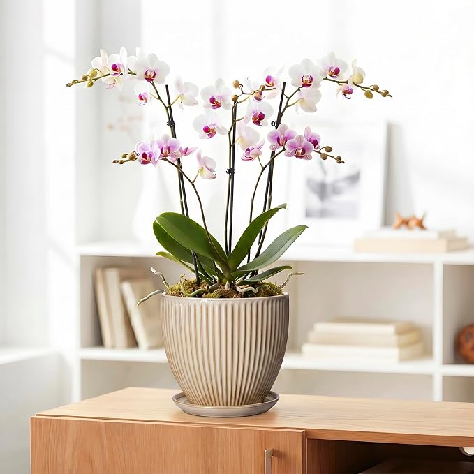 8 Inch Pots for Plants, Ceramic Planter with Drainage Hole and Saucer, Decorative Indoor Plant Pots for Snake Plants, Modern Round Flower Pot, Office House Decor, Gardening Gifts, Beige