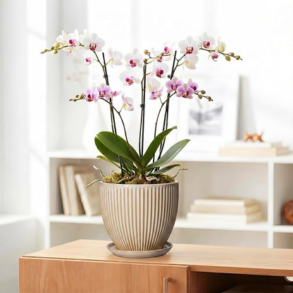 8 Inch Pots for Plants, Ceramic Planter with Drainage Hole and Saucer, Decorative Indoor Plant Pots for Snake Plants, Modern Round Flower Pot, Office House Decor, Gardening Gifts, Beige