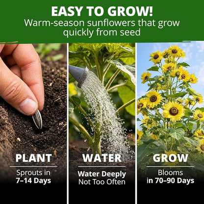 HOME GROWN Lemon Queen Sunflower Seeds for Planting Outdoors – 100 Heirloom Non-GMO Giant Sunflower Seeds to Plant, Open-Pollinated Multi-Bloom Cut Flowers, Heat & Drought Tolerant (Helianthus annuus)
