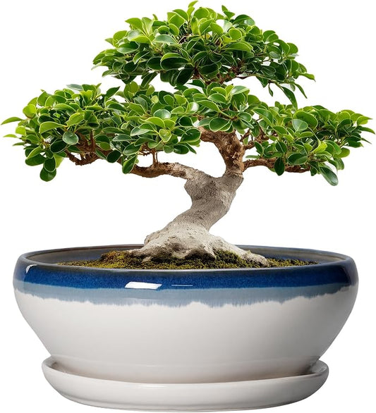 SQOWL Bonsai Tree Pots - 12 Inch Ceramic Succulent Planters, Large Bonsai Pot with Drainage Hole and Tray, Shallow Planter Indoor, Bowl Round Planter, Home Decor, Plant Lover Gift, Blue Off-White