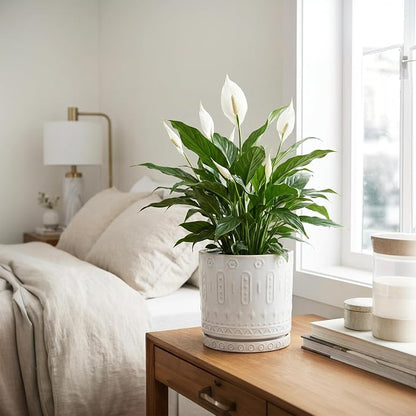 Eightpot 8 Inch Plant Pot, Ceramic Planter for Indoor Plants Outdoor, Round Planter with Drainage Hole and Tray, Boho Flower Pot, Decorative Pots for Plants, Home Decor, Plant Lover Gifts, White
