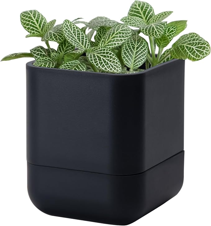 Phoenix Vine 4.5 Inch Wall Mounted Self-Watering Planter Pot for Indoor Houseplants and Herbs | Hanging Planter for Window Sills, Bathroom Walls, Home & Office Décor, Black, Set of 1, 01-B-E-1