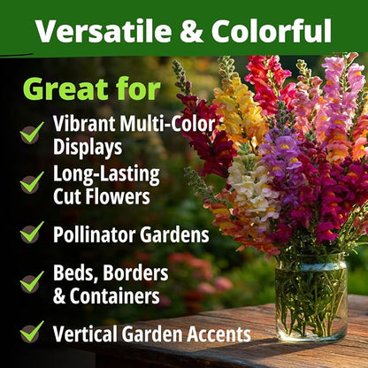 HOME GROWN Snapdragon Seeds Tetra (0.3g) – 2000 Tall Flower Seeds to Plant Outside - Vibrant Perennial Snapdragons Mixed Colors - Cut Flower Seeds for Gardens, Borders, Bouquets (Antirrhinum majus)
