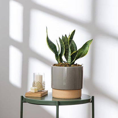 8 Inch Ceramic Self Watering Planter with Drainage Hole, Dark Grey | Indoor Plant Pot with Water Storage Plus - for African Violet, Herbs & Pothos - Home & Office Decor, Cylinder Round