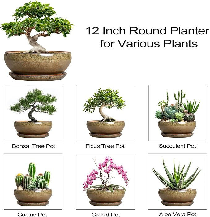 SQOWL Ceramic Bonsai Pots - 12 Inch Succulent Pots with Drainage Hole and Saucer, Large Succulent Planters, Shallow Planter Indoor Outdoor, Round Planter Bowl, Home Decor, Gift for Plant Lover, Brown