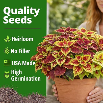 HOME GROWN Coleus Rainbow Seeds – 400 Count 0.04 oz Flower Seed, Coleus scutellarioides 'Rainbow', Indoor Plant Seeds for Containers, Shade Gardens, Decorative Multicolor Foliage