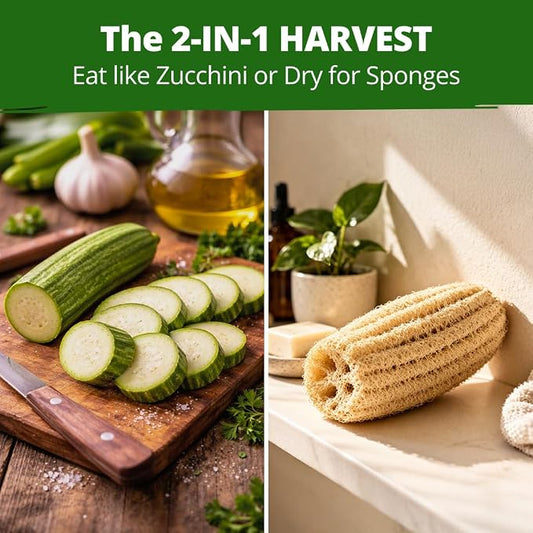 HOME GROWN Luffa Seeds 40 Heirloom Non-GMO Loofah Gourd Seeds for Planting, High Germination, Grow Your Own Natural Bath Sponges, Edible Vining Vegetable Garden, Harvest Young Gourd (Luffa aegyptiaca)