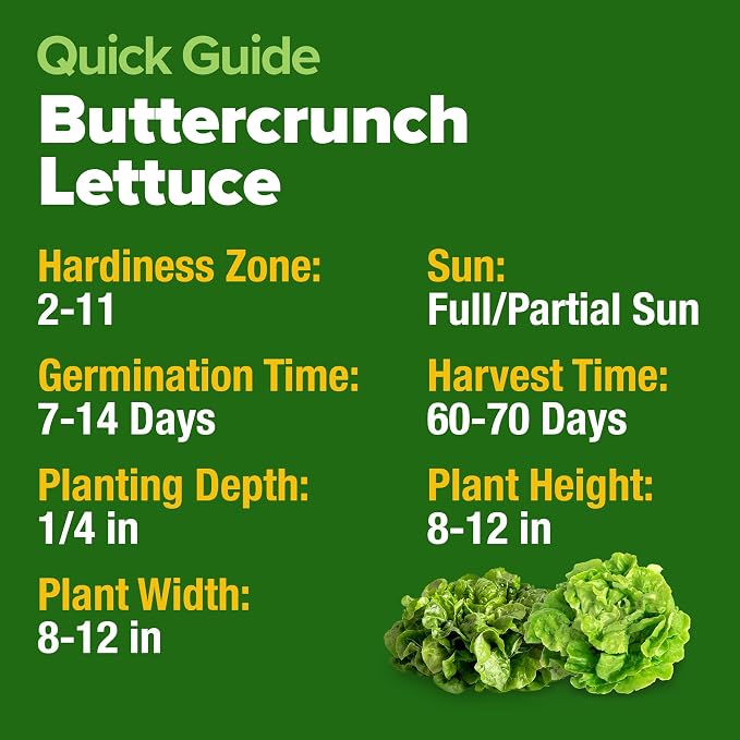 HOME GROWN Buttercrunch Lettuce Seeds Bulk Pack 1975+ Heirloom Non GMO Seeds for Planting, Bibb Lettuce, Indoor Outdoor Hydroponic Garden, Heat Tolerant, Sweet Tender Green Leaves (Lactuca Sativa)
