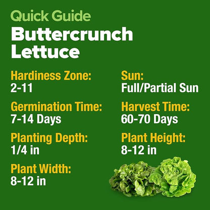HOME GROWN Buttercrunch Lettuce Seeds Bulk Pack 1975+ Heirloom Non GMO Seeds for Planting, Bibb Lettuce, Indoor Outdoor Hydroponic Garden, Heat Tolerant, Sweet Tender Green Leaves (Lactuca Sativa)