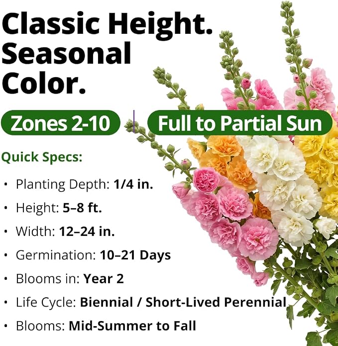 HOME GROWN Hollyhock Chater's Double Mix 100 Seeds (0.9g) – Biennial Blooms Year 2, Double Flower Hollyhock Seeds for Planting, Perennial Reseeding, Cottage Garden, USDA Zones 3–9 (Alcea rosea)