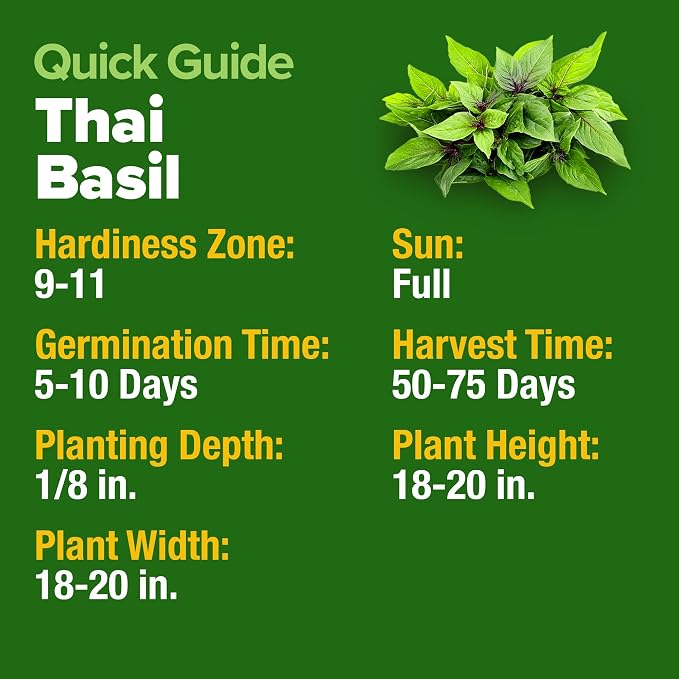 HOME GROWN Thai Basil Seeds Pack - 438 High Germination Heirloom Herb Seeds for Planting,Ideal for Growing Fresh Basil Planting Indoor or Outdoor(Ocimum basilicum VAR.thyrsiflora)