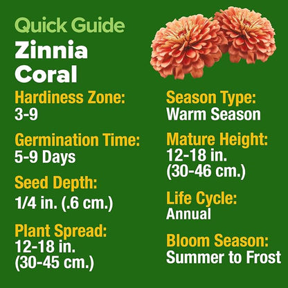 HOME GROWN Coral Zinnia Seeds (1g) – 300 Zinnia elegans Annual Flower Seeds for Planting Outdoors – Heat Tolerant Easy Summer Flowers to Plant – Herb Seed Companion for Pollinator Garden Beds for 2026