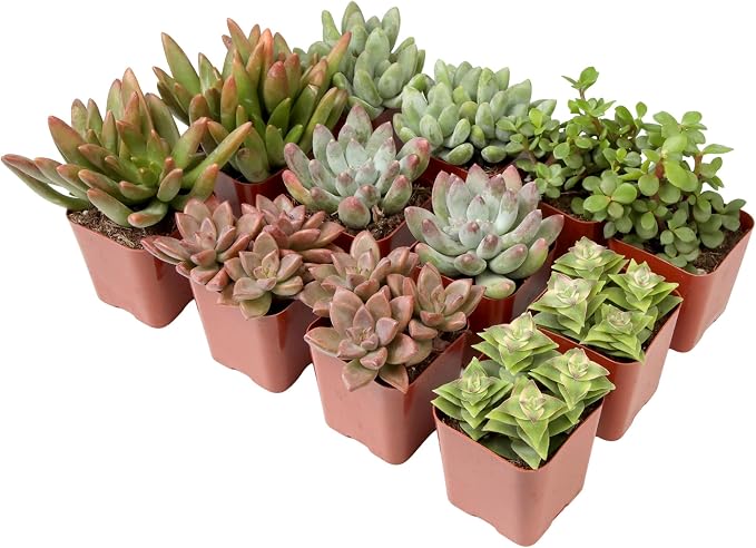 Succulents Plants Live (12PK) Potted Succulent Plants Live House Plants, Cactus Plants Live Plants Indoor Plants Live Houseplants, Indoor Plant Succulents Live Plant House Plant by Plants for Pets