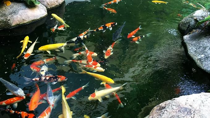 AlpineReach Koi Pond Netting Kit 14 x 14 ft Black Heavy Duty Woven Fine Mesh Net Cover for Leaves - Protects Koi Fish from Blue Heron Birds, Cats & Predators – Reusable & Stakes Included