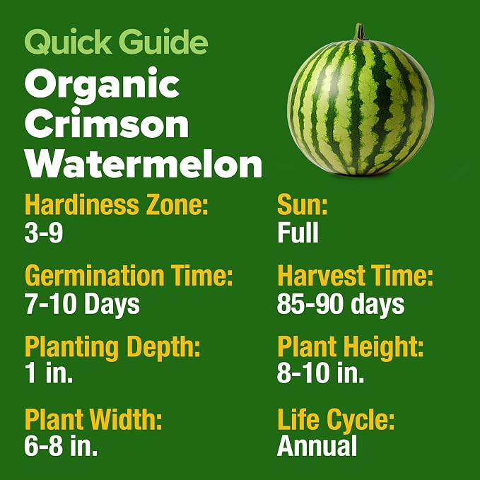 HOME GROWN Organic Crimson Sweet Watermelon Seeds 15+ Heirloom Non-GMO, High Germination, Honey Sweet Summer Fruit, Striped Skin, Home Garden & Raised Beds, High Sugar Content (Citrullus lanatus)