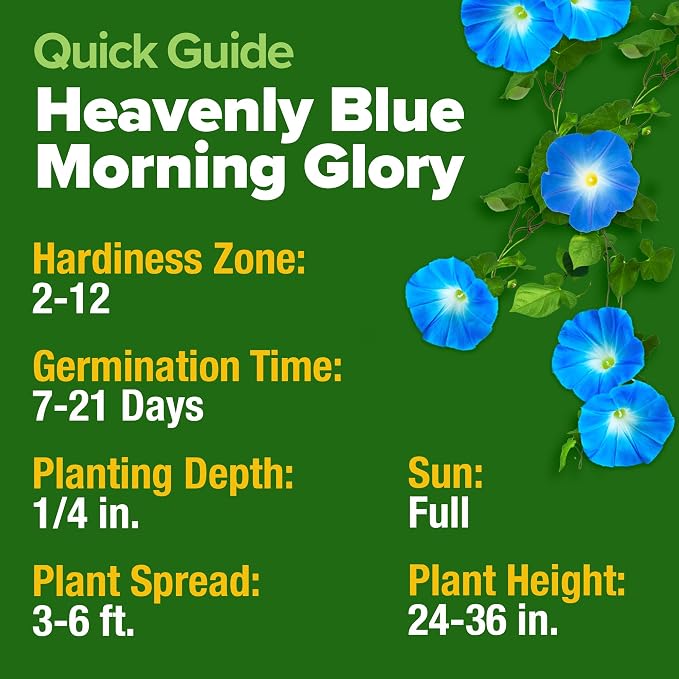 HOME GROWN Heavenly Blue Morning Glory - 150 Heirloom Seeds for Planting, Ideal for a Flower Garden that Attracts Pollinators and Birds (Ipomoea Tricolor)