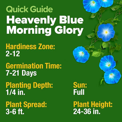 HOME GROWN Heavenly Blue Morning Glory - 150 Heirloom Seeds for Planting, Ideal for a Flower Garden that Attracts Pollinators and Birds (Ipomoea Tricolor)
