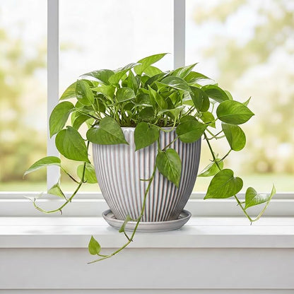 6 Inch Pots for Plants, Ceramic Plant Pots for Indoor Snake Plants, Round Succulent Planter with Drainage Hole and Saucer, Modern Decorative Flower Pot, Bathroom Decor, Gardening Gifts, Grey