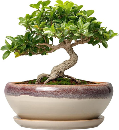 SQOWL Small Bonsai Pots - 6 Inch Ceramic Plant Pots for Succulents, Shallow Planter with Drainage Hole and Saucer, Round Planters for Indoor Outdoor Cactus Plants, House Decor, Birthday Gifts, Beige
