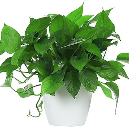 5 Inches Self Watering Planter, 10 Pack Plastic Self Watering Pots with 10 Wick Ropes, Wicking Flower Pots for Violets, Ocean Spider Plant, Orchid, Plants, Flowers, White