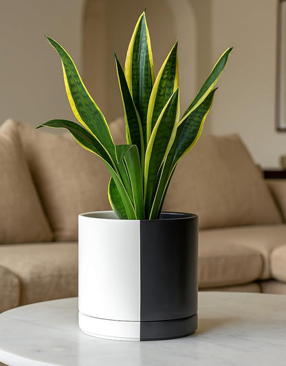 D'vine Dev 8.2 Inch Ceramic Planter Pot, Black White Split, 94-O-D-0 | Modern Cylinder Design, Drainage Hole & Saucer Included, Stable Structure, Elegant Home Accent
