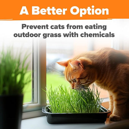 HOME GROWN Non GMO 1 Pound Cat Grass 12,700+ Seeds & Kittens Oat & Barley Mix 100% Heirloom, Grow Fresh Kitty for Chewing, Pet Indoor Garden