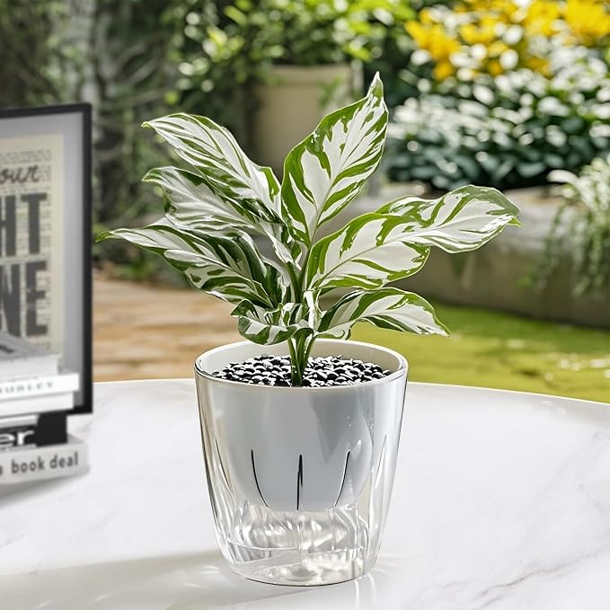 6 Inch Self Watering Pots for Indoor Plants, 2 Pack Self Watering Planter, Self Watering Pot with Reservoir, Clear Self Watering Pots for Indoor Plants, African Violets (2 Pack, 6", Clear)