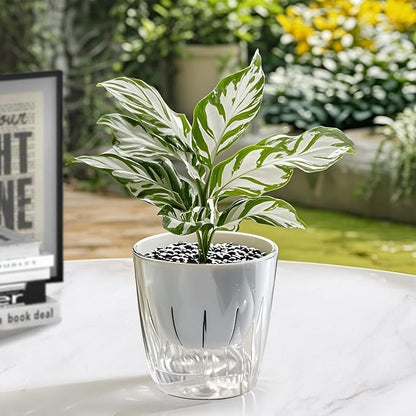 6 Inch Self Watering Pots for Indoor Plants, 2 Pack Self Watering Planter, Self Watering Pot with Reservoir, Clear Self Watering Pots for Indoor Plants, African Violets (2 Pack, 6", Clear)