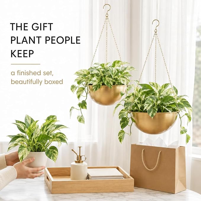 AceList Gold Hanging Planter for Indoor Plants, Set of 2-9.8 Inch Boho Metal Plant Hanger with Hooks & Chain, Brass Finish Hanging Plant Holder for Window, Ceiling & Living Room Decor