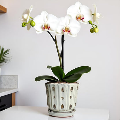 Orchid Pots 4.9 inch Ceramic Orchid Pots with Holes Set of 2 (mossgreen+White)