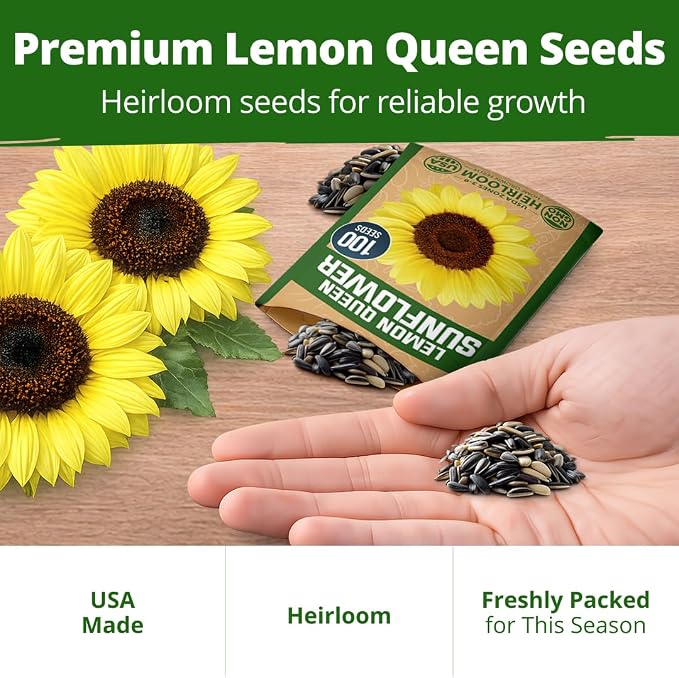 HOME GROWN Lemon Queen Sunflower Seeds for Planting Outdoors – 100 Heirloom Non-GMO Giant Sunflower Seeds to Plant, Open-Pollinated Multi-Bloom Cut Flowers, Heat & Drought Tolerant (Helianthus annuus)