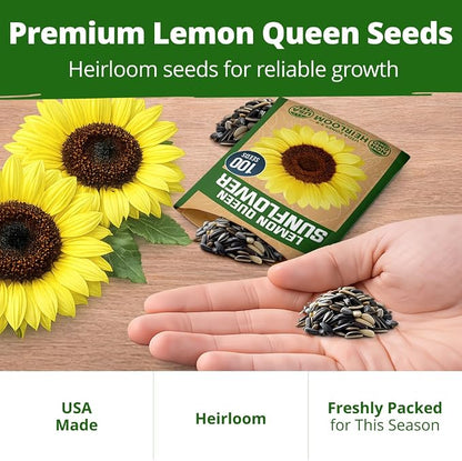 HOME GROWN Lemon Queen Sunflower Seeds for Planting Outdoors – 100 Heirloom Non-GMO Giant Sunflower Seeds to Plant, Open-Pollinated Multi-Bloom Cut Flowers, Heat & Drought Tolerant (Helianthus annuus)