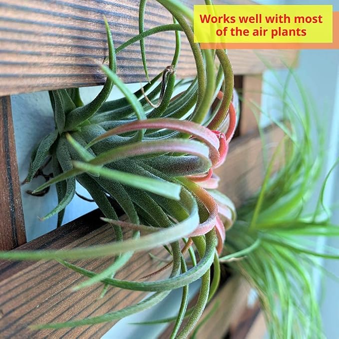 ShopLaLa Wooden Wall Planter for Succulents (40cm) Air Plant Wall Hanger | Indoor Outdoor, Live Orchid Wall Wood Display Frame Vertical Garden Balcony Deck Bathroom Macetas para Plantas De Aire