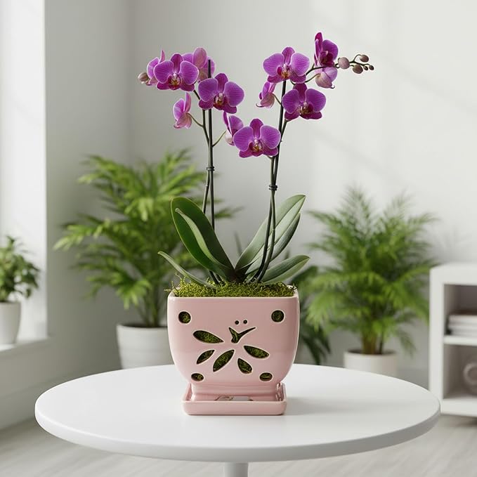 Orchid Pots with Holes Square Ceramic Orchid Planter Pots 5.5 inch (Pink)