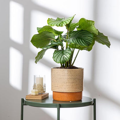8 Inch Ceramic Self Watering Planter with Drainage Hole, Brush | Indoor Plant Pot with Water Storage Plus - for African Violet, Herbs & Pothos - Home & Office Decor, Cylinder Round