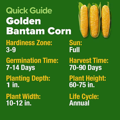 HOME GROWN Golden Bantam Sweet Corn Seeds 100+ Heirloom Non-GMO Seeds for Planting, High Germination, Yellow Kernel Corn on the Cob, Early Summer Harvest, Easy to Grow Home Garden Crop (Zea mays)