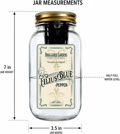 Filius Blue Pepper Indoor Garden Kit – Mason Jar Hydroponic Pepper Grow Kit – Windowsill Countertop Ornamental Pepper Plant – Grow Peppers Indoors
