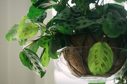Curtis Wagner Plastics Wire Coco Hanging Basket Drip Pans (5-Pack) | Clear, Round (Top 12” - 14", Depth 3.75") Hanging Plant Tray Saucer with Built-in Hooks & Water Catcher for Indoor & Outdoor
