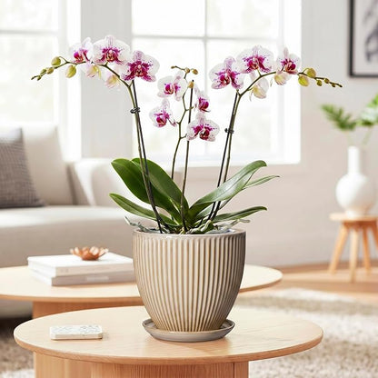 Ceramic Plant Pot, 6 Inch Succulent Pots with Drainage Hole and Saucer, Decorative Pot for Indoor Plants, Modern Indoor Flower Pots, Round Planter, Bedroom Decor, Plant Lover Gifts, Beige